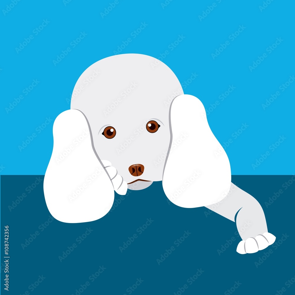 Fototapeta premium french poodle design 