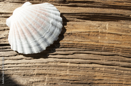 Jakobsmuschel Pecten maximus, auf altem Treibholz / Holz, Hintergrund, Textur 