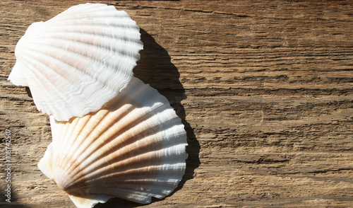 Obraz na plátne Jakobsmuschel Pecten maximus, auf altem Treibholz / Holz, Hintergrund, Textur