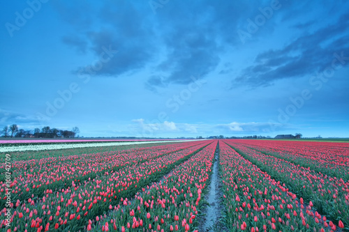 red tulip field in the dusk