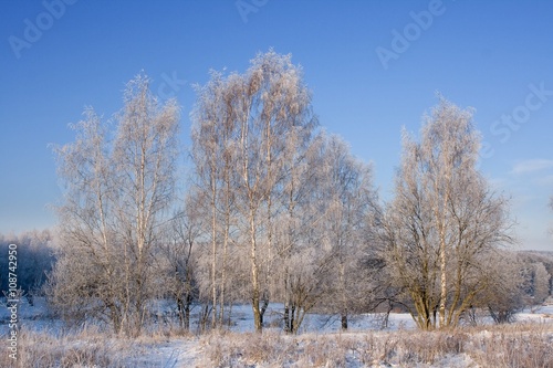 Frosted birches
