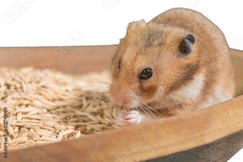Hamster portrait on heap of grain