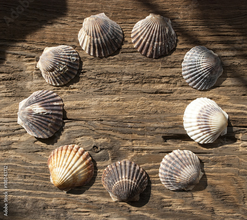 Jakobsmuschel Pecten maximus, auf altem Treibholz / Holz, Hintergrund, Textur