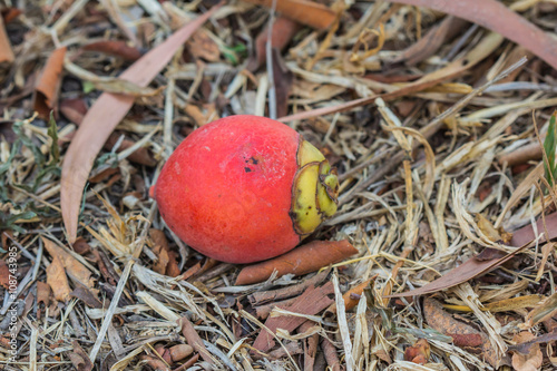 Ripe fruit of the betel palm