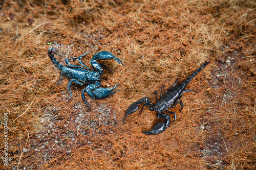 Two different scorpion on land in tropical climates