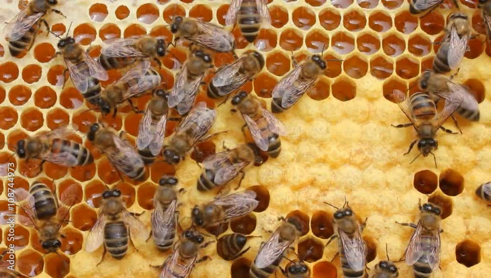 Work bees in hive.
Bees convert nectar into honey and care for the larvae. Work bees in hive.
Bees convert nectar into honey and care for the larvae.