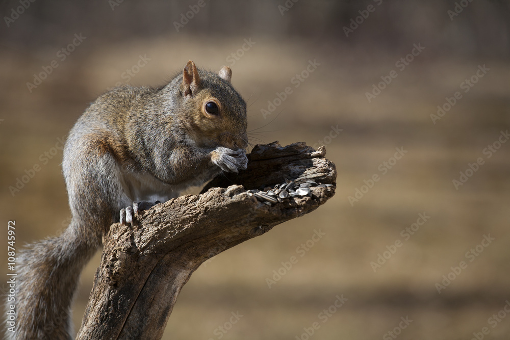 Obraz premium Eating seeds