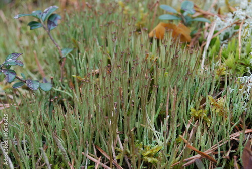 Hornworts are a group of bryophytes, or non-vascular plants, comprising the division Anthocerotophyta. The common name refers to the elongated horn-like structure, which is the sporophyte. 