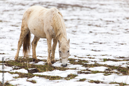 Fototapeta Naklejka Na Ścianę i Meble -  a horse in a pasture in winter