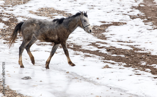 horse on nature in winter © schankz
