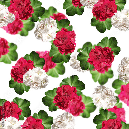 Fototapeta Naklejka Na Ścianę i Meble -  Floral background. Pelargonium. Isolated 