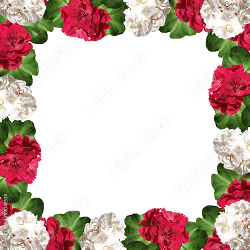Fototapeta Naklejka Na Ścianę i Meble -  Floral background. Pelargonium. Isolated 