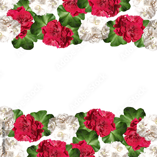 Fototapeta Naklejka Na Ścianę i Meble -  Floral background. Pelargonium. Isolated 