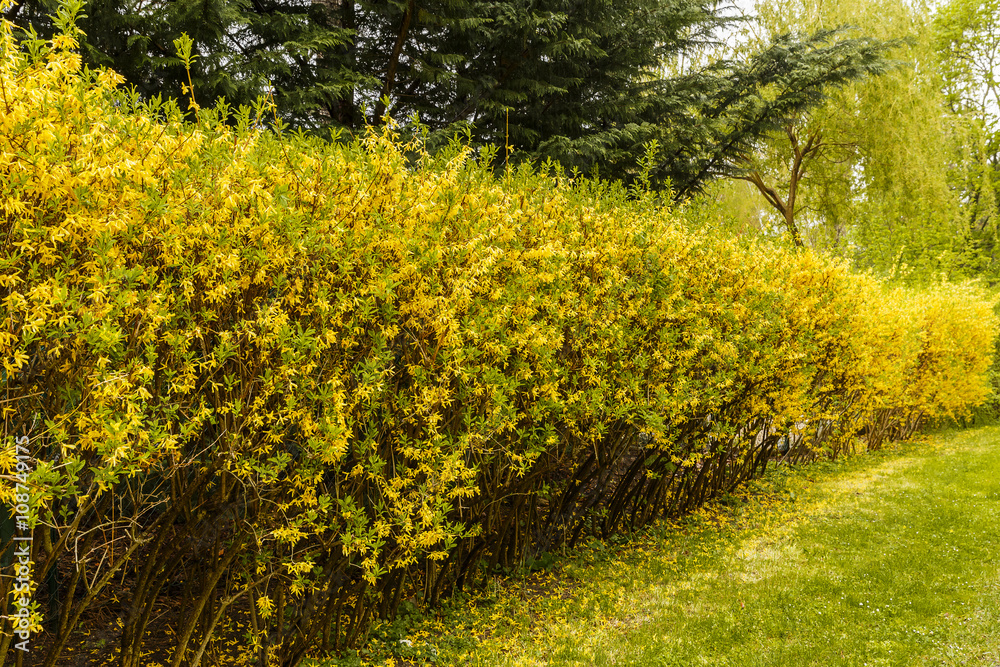 Naklejka premium Hedge separating rural house beside the road