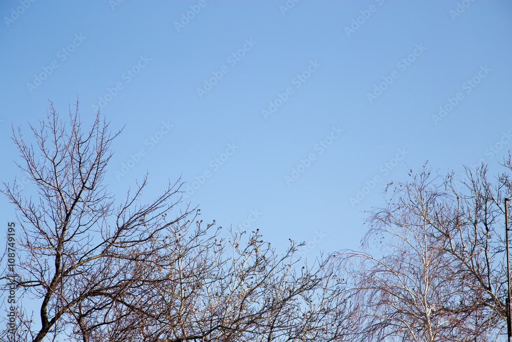 bare tree branches against the blue sky