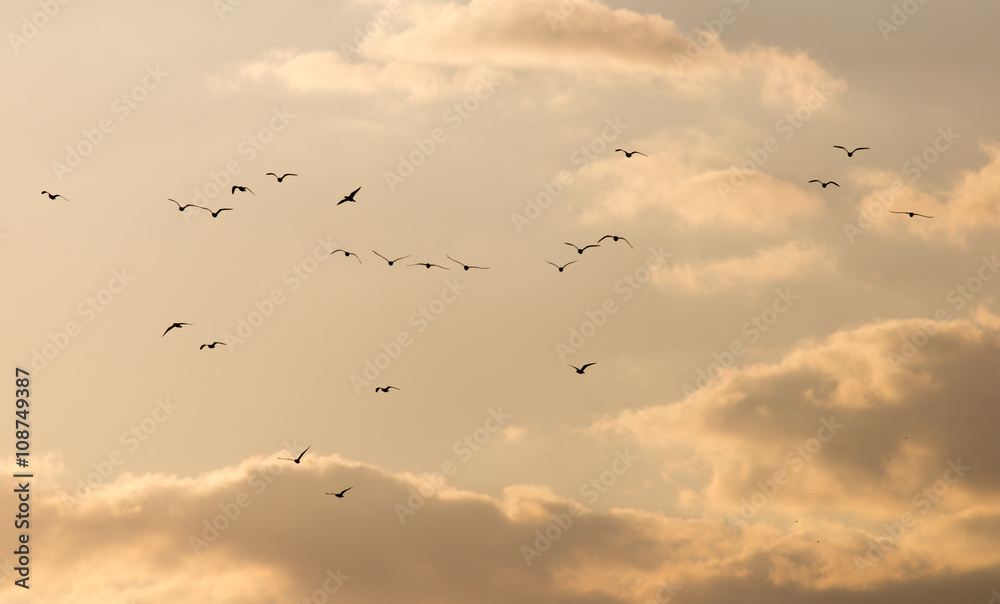 Obraz premium a flock of seagulls in the sky at sunset