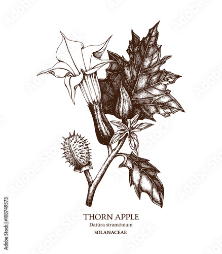 Botanical illustration of Thorn apple (Angel's trumpet). Hand drawn sketch of poisonous plant - Datura stramonium. Dangerous flower