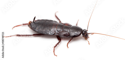 cockroach on a white background