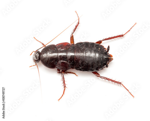 cockroach on a white background