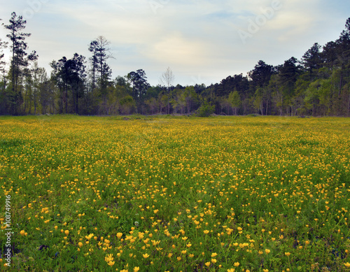 Colorful field surrounded by trees near Raeford, North Carolina photo