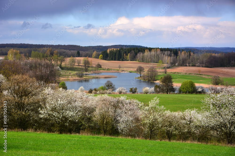 Fototapeta premium A beautiful spring panorama featuring a blue lake surrounded by rolling green hills and blooming white trees. The scenic countryside landscape captures the fresh and vibrant awakening of nature.