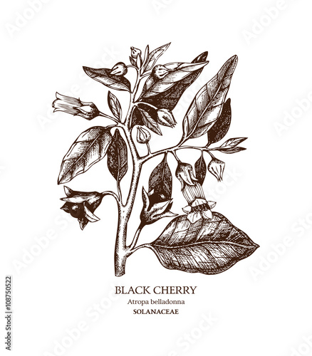 Botanical illustration of Belladonna. Hand drawn sketch of poisonous plant - Atropa belladonna. Dangerous beautiful flowers