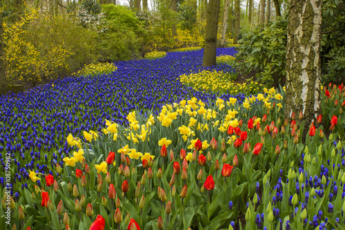 Fototapeta Naklejka Na Ścianę i Meble -  flowers in Keukenhof, Netherlands
