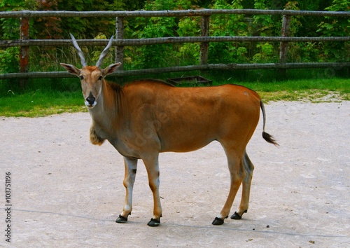 zoo animals in zoo park, Copenhagen, Denmark photo