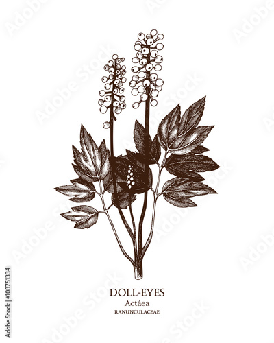 Botanical illustration of Doll-eyes. Hand drawn sketch of poisonous plant - Actaea pachypoda.
