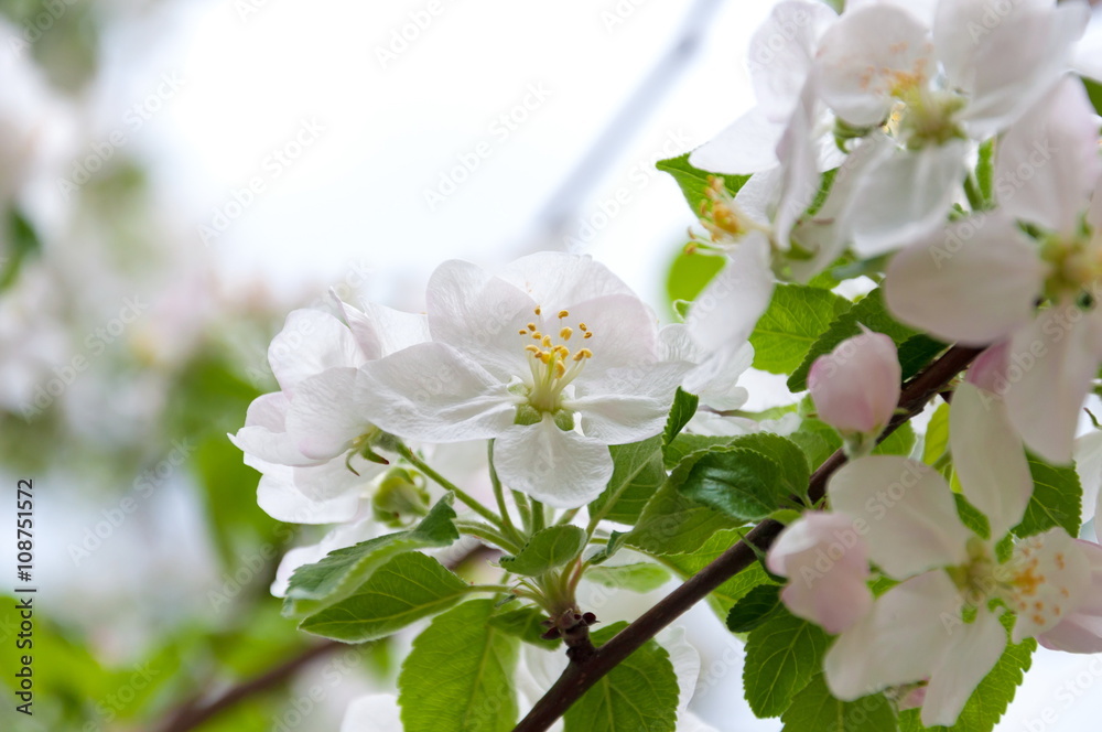 Fototapeta premium Flowering apple tree.