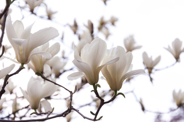 Keuken achterwand Magnolia Roze magnoliabloemen tegen blauwe lucht  © prime1001