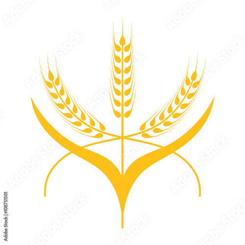 Ears of Wheat, Barley or Rye