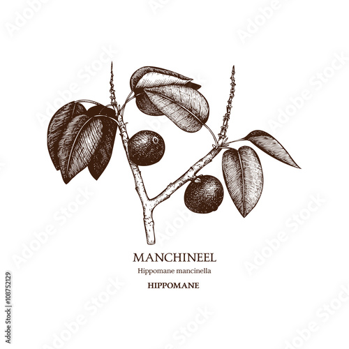 Botanical illustration of Manchineel tree. Hand drawn sketch of poisonous plant - Hippomane mancinella. One of the most poisonous trees in the world. photo