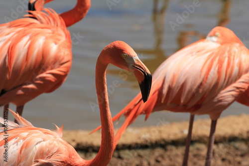 Photography flamingo flock in moscow zoo park, Russia