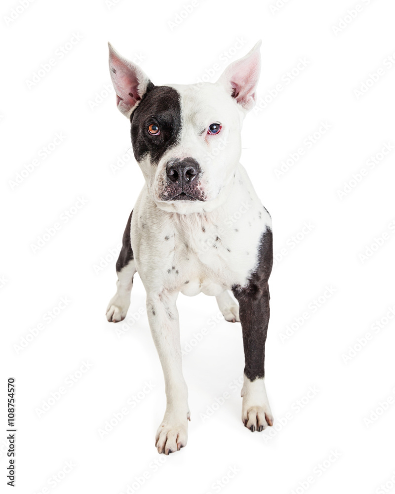 Alert Pit Bull Guard Dog Alert Pit Bull Guard Dog