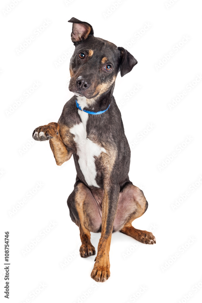 Crossbreed Dog One Paw Up Looking Forward Crossbreed Dog One Paw Up Looking Forward