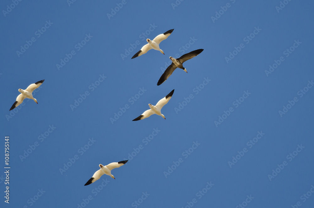 Blue Goose Flying with the White Snow Geese in a Clear Sky Blue Goose Flying with the White Snow Geese in a Clear Sky