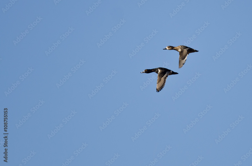 Pair of Ring-Necked Ducks Flying in a Blue Sky