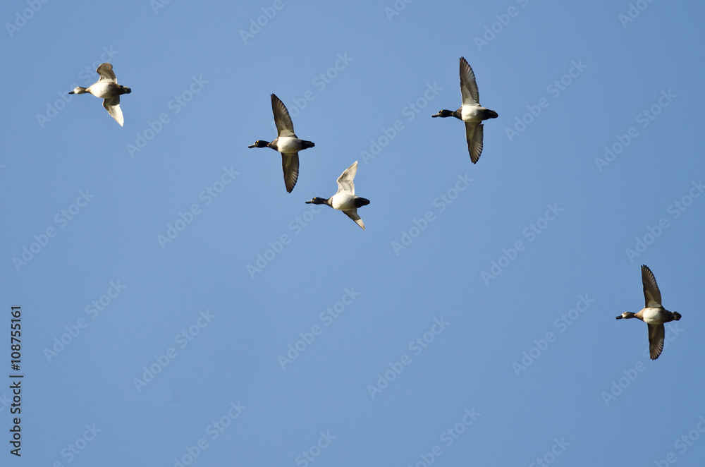 Flock of Ring-Necked Ducks Flying in a Blue Sky Flock of Ring-Necked Ducks Flying in a Blue Sky