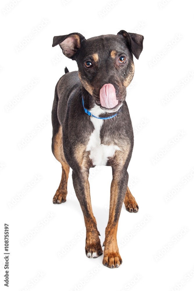 Dog With Tongue Out