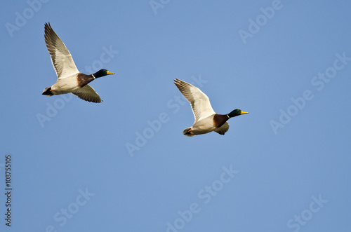 Synchronized Flying Demonstrated by Two Mallard Ducks