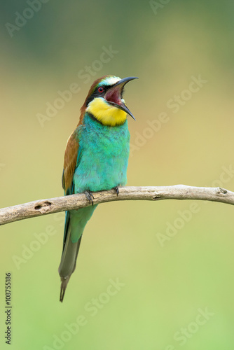 Bee-eater singing on a branch