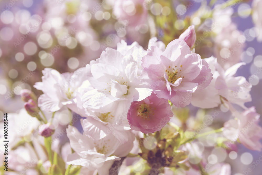 pink cherry blossoms pink cherry blossoms