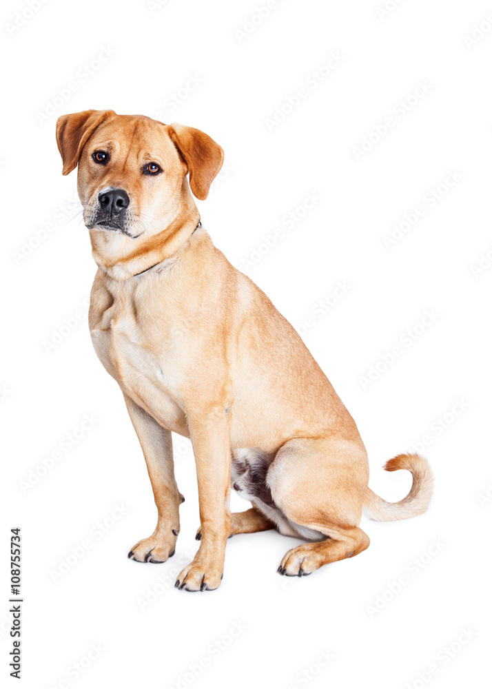 Labrador Crossbreed Dog Sitting Looking Labrador Crossbreed Dog Sitting Looking