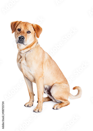 Labrador Crossbreed Dog Sitting Looking