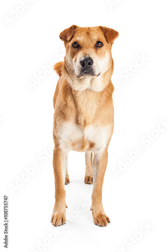 Large Dog Standing Looking Forward Isolated
