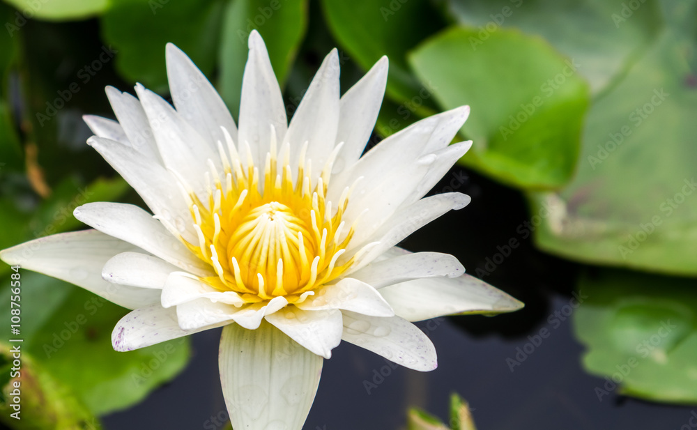 White lotus color flowers on the pond White lotus color flowers on the pond