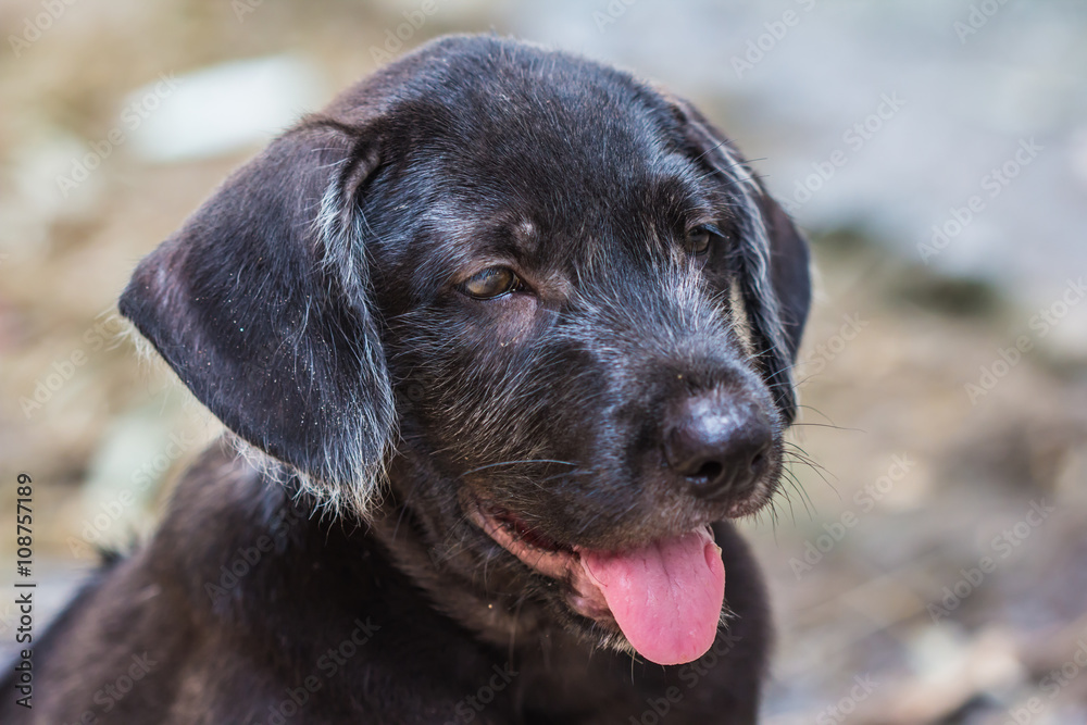 A potrait of a curious dog