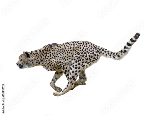 Cheetah (Acinonyx jubatus) Running Fototapeta