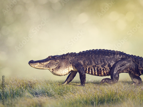 Large Florida Alligator